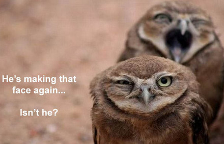 Funny Picture - Owl Humor