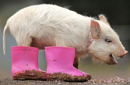 Funny Picture - Pig In Boots