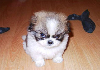 Funny Picture - Mad Puppy