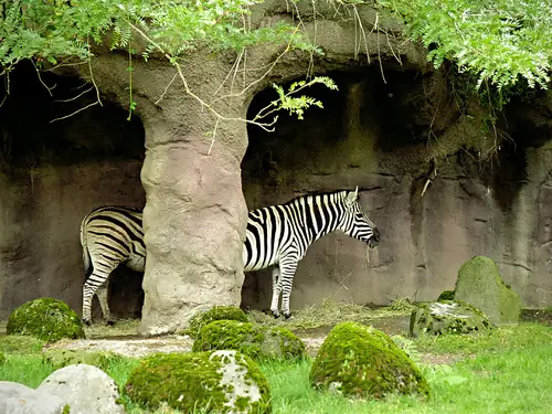 Funny Picture - Long Zebra
