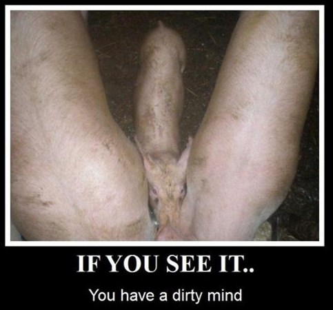 Funny Picture - Here Piggy Piggy