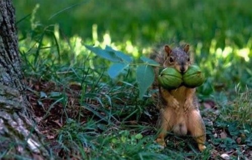Funny Picture - Nice Pair Four Nuts