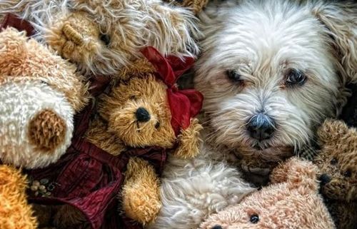 Funny Picture - Teddy Pile