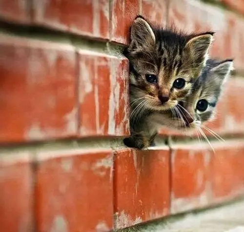Funny Picture - Tight Spot For kittens