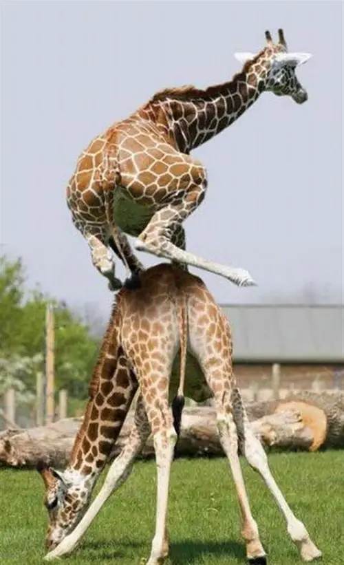 Funny Picture - Giraffe Leap Frog