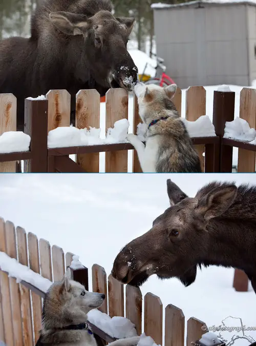 Funny Picture - Moose VS Hound