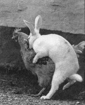 Funny Picture - How Easter Eggs Are Made...
