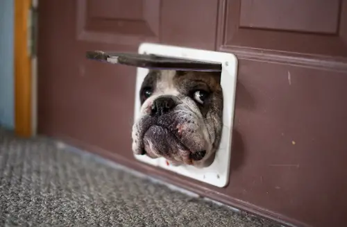 Funny Picture - Dog Door