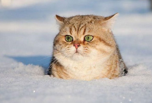 Funny Picture - Snowcat