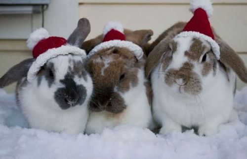 Funny Picture - Snow Bunnies
