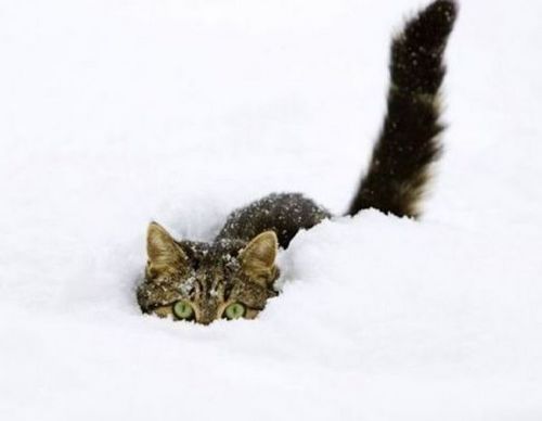 Funny Picture - Snow Stalking
