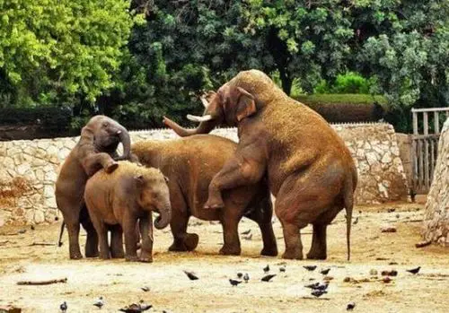 Funny Picture - Elephant Orgy