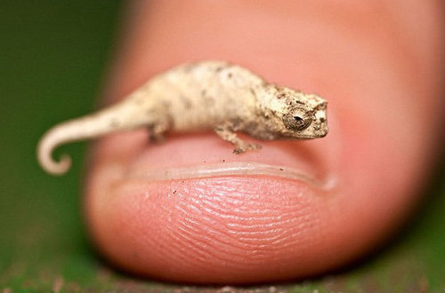 Funny Picture - Baby Lizard