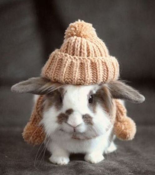 Funny Picture - Snow Bunny