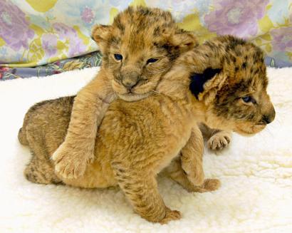 Funny Picture - Lion Cubs