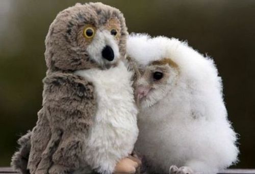 Funny Picture - Lars And The Real Owl
