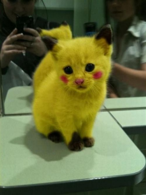 Funny Picture - Real Life Pikachu