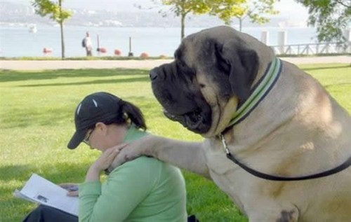 Funny Picture - Huge Dog