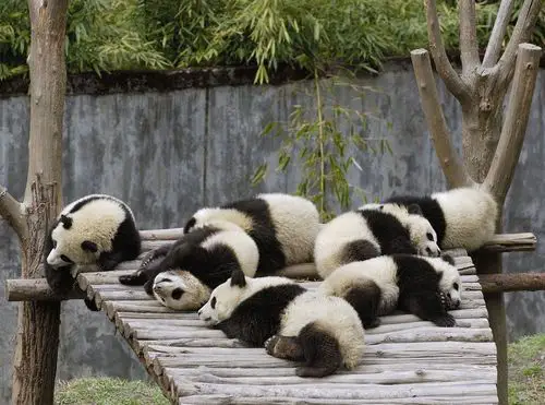 Funny Picture - Bored Pandas