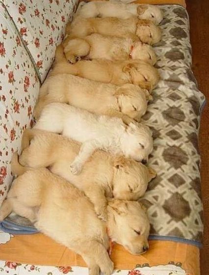 Funny Picture - Puppy Stack