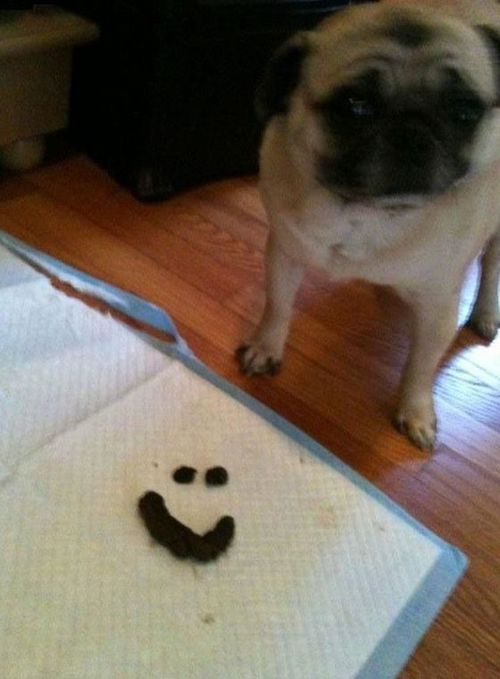 Funny Picture - Pug Communication