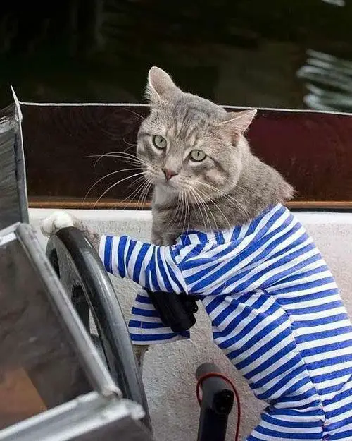 Funny Picture - Sea Bound Cat