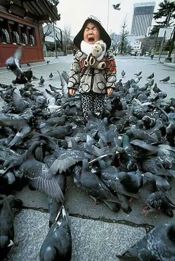 Funny Picture - Attack Of The Killer Pigeons
