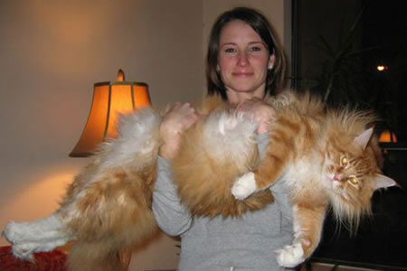 Funny Picture - One Gigantic Cat