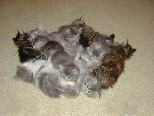 Funny Picture - Kitten Pile