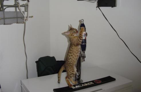Funny Picture - The Keg Cat