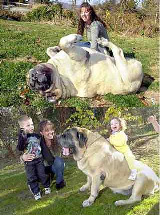 Funny Picture - Now THAT's A Big Dog!
