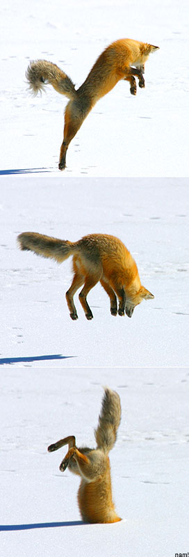 Funny Picture - Strange Fox