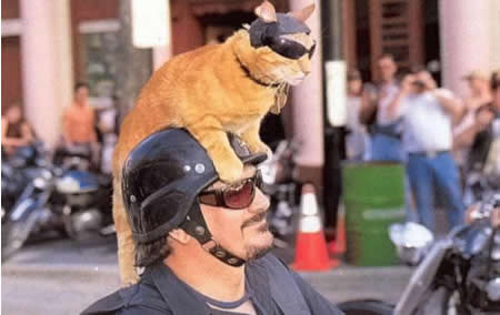 Funny Picture - Biker Kitty