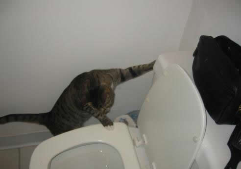 Funny Picture - Cat Flushes The Toilet