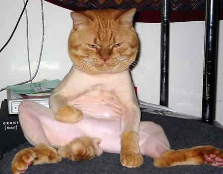 Funny Picture - Shaved Pussy