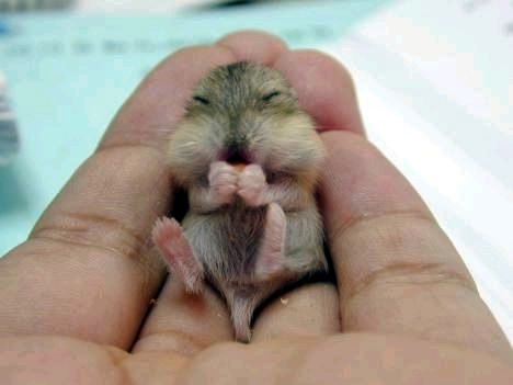Funny Picture - Baby Chipmunk