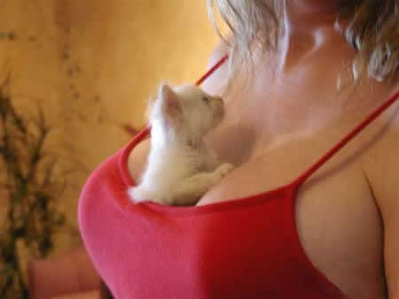 Funny Picture - A Lucky Pussy