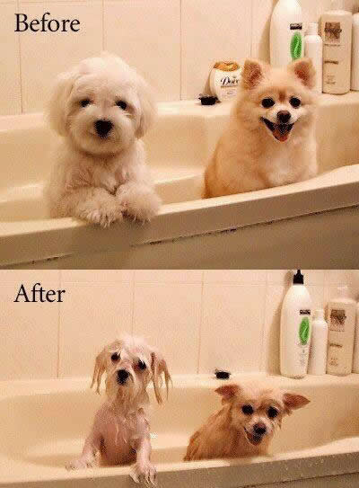 Funny Picture - Before And After A Bath