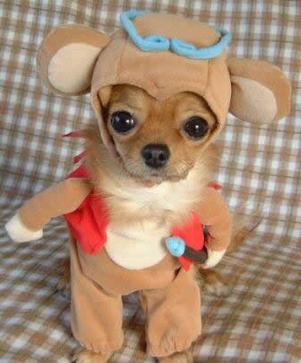 Funny Picture - People Who Dress Up Dogs Suck!!