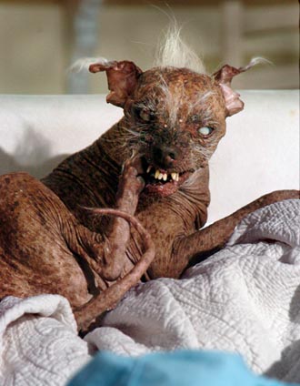 Funny Picture - World's Ugliest Dog