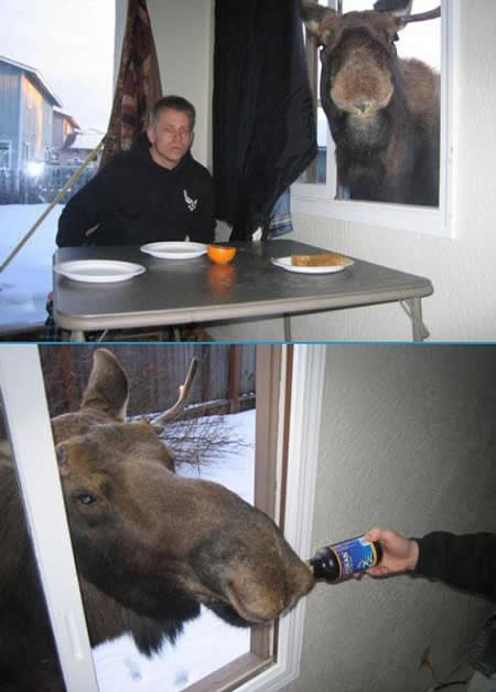 Funny Picture - Beer Drinking Moose
