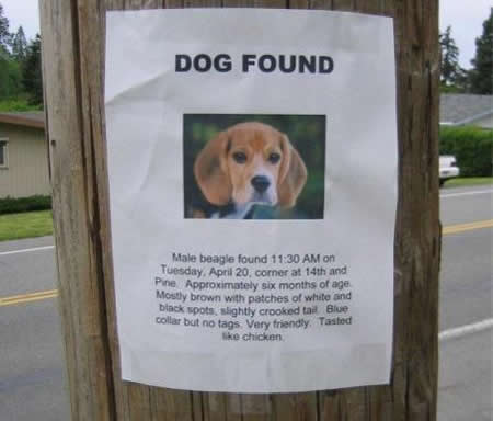 Funny Picture - Dog Found