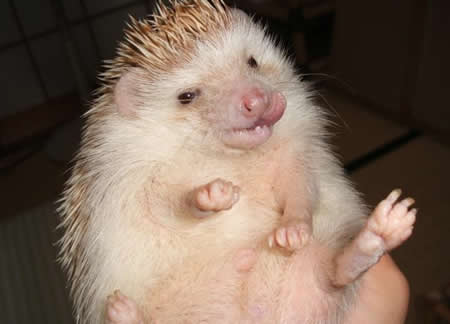 Funny Picture - Baby Hedgehog