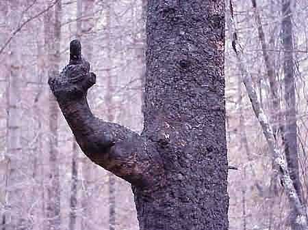 Funny Picture - Obscene Tree