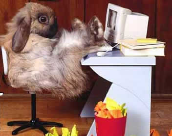 Funny Picture - Relaxing Rabbit