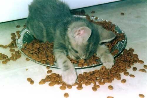 Funny Picture - Tired Kitten