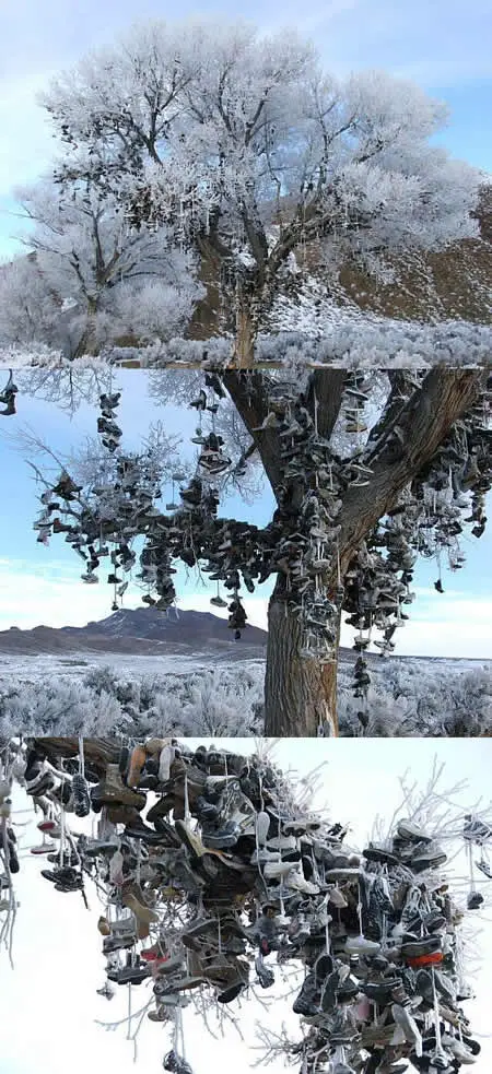 Funny Picture - Shoe Tree