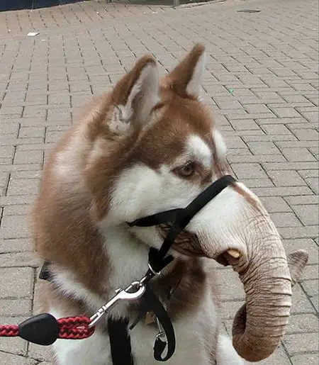 Funny Picture - Husky-phant