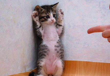 Funny Picture - Hands Up!