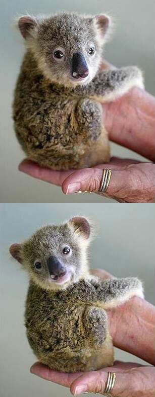 Funny Picture - Baby Koala